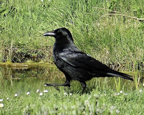 carrion crow